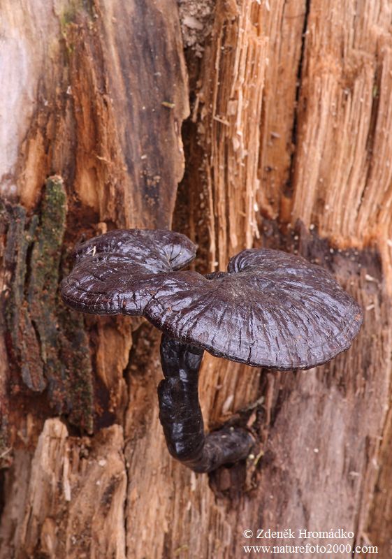 lesklokorka lesklá, Ganoderma lucidum (Curtis) P. Karst. (Houby, Fungi)